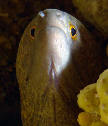 Yellowmargin Moray from a different angle by Martin Dalsaso 